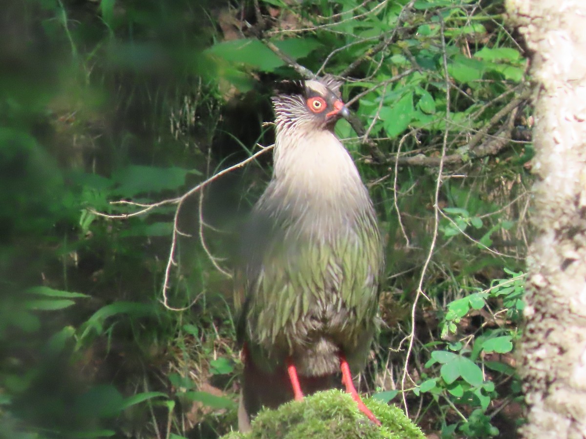 Blood Pheasant - ML621690540