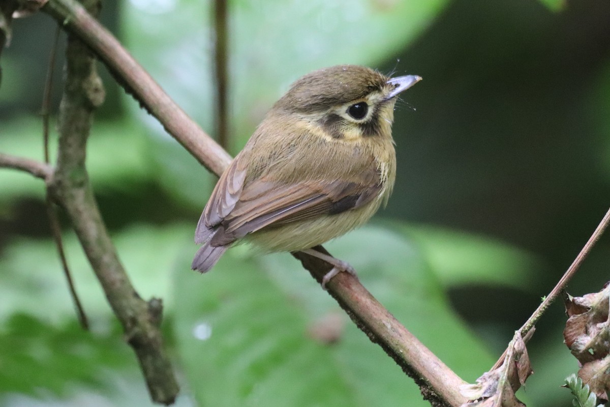 White-throated Spadebill - ML621690601