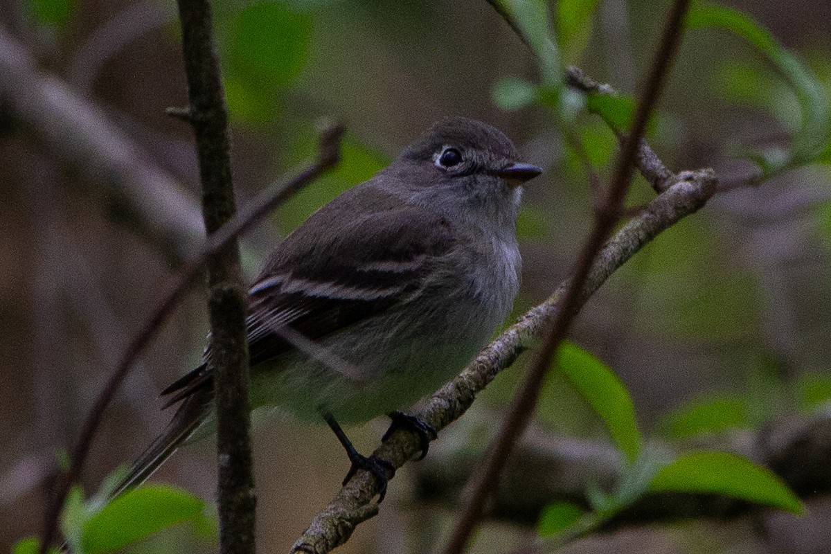 Least Flycatcher - ML621690610