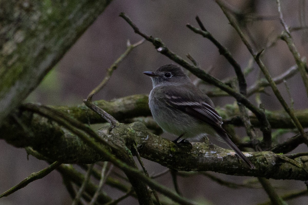 Least Flycatcher - ML621690611