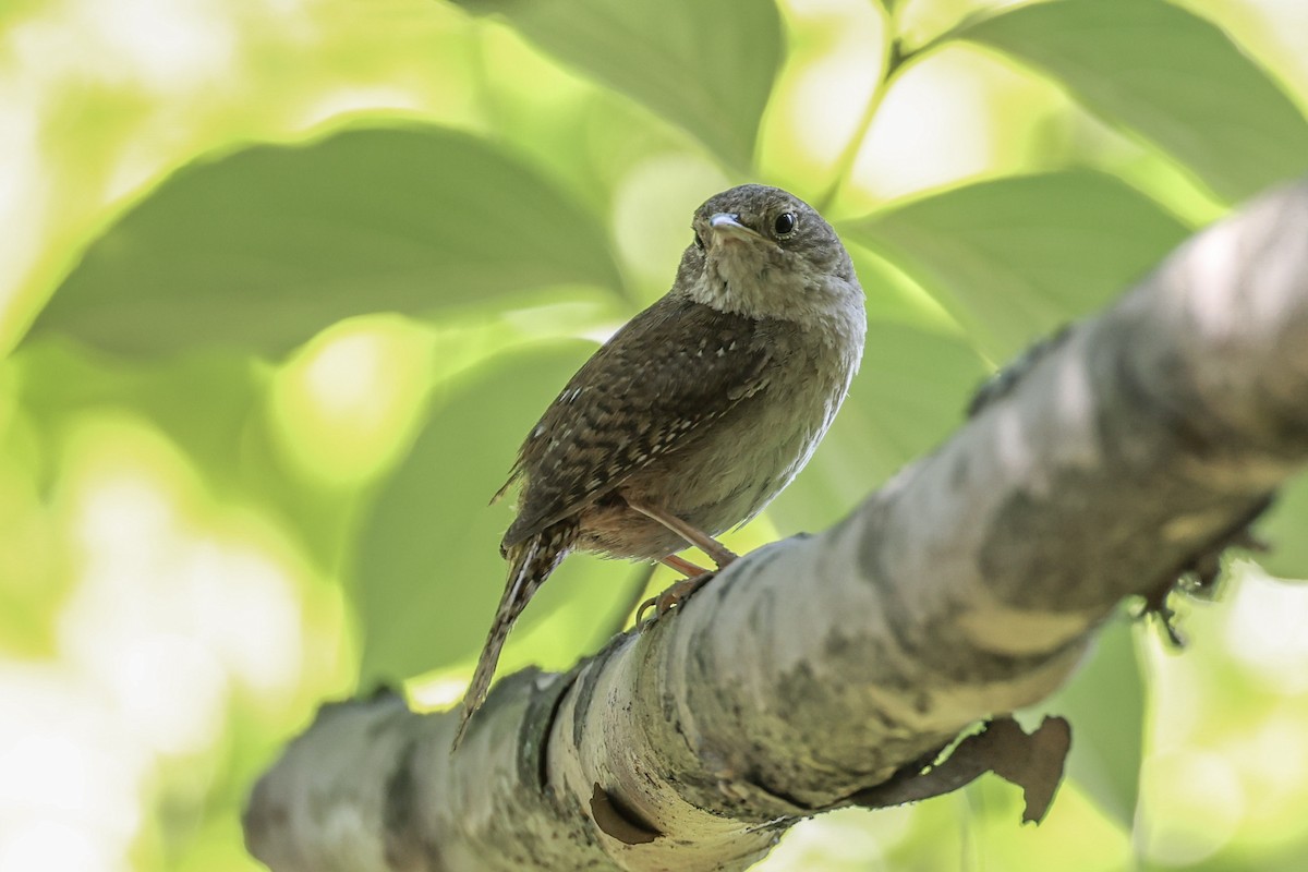 Northern House Wren - ML621690717