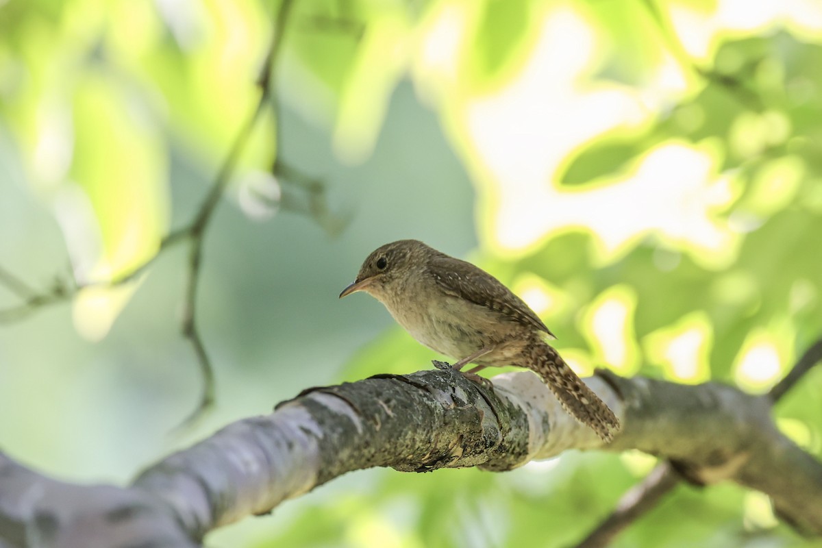 Northern House Wren - ML621690718