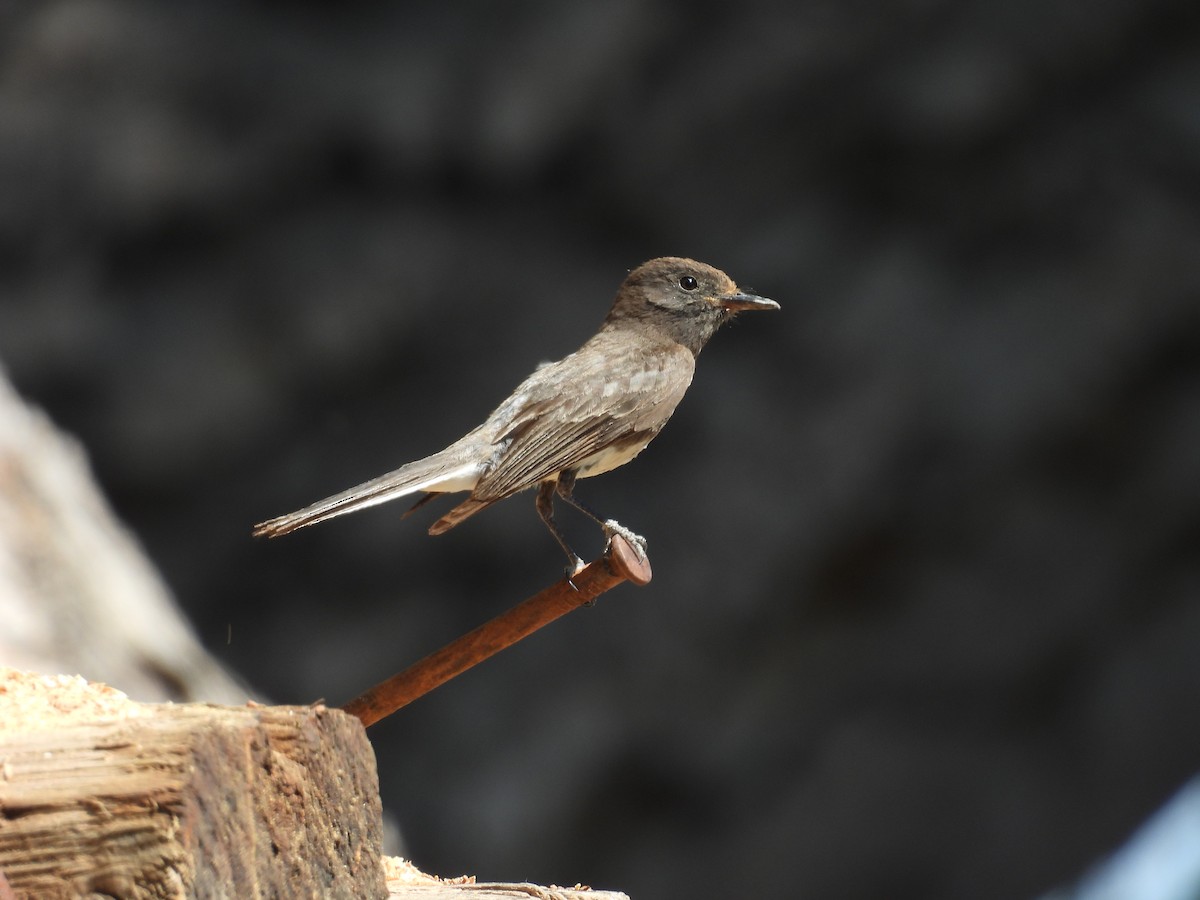 Black Phoebe - ML621690776