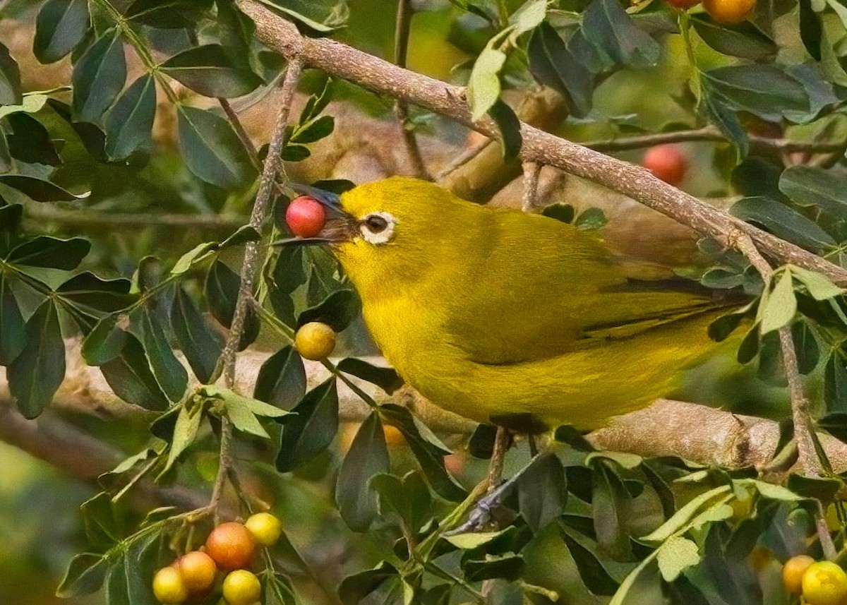 Northern Yellow White-eye - ML621690893