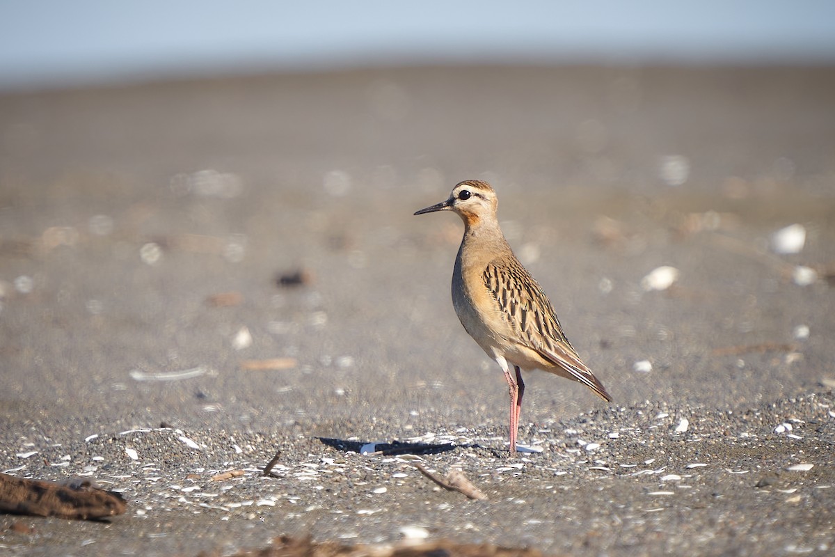 Tawny-throated Dotterel - ML621690900