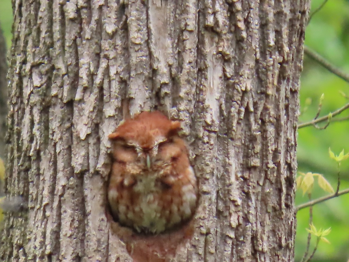 Eastern Screech-Owl - ML621690933