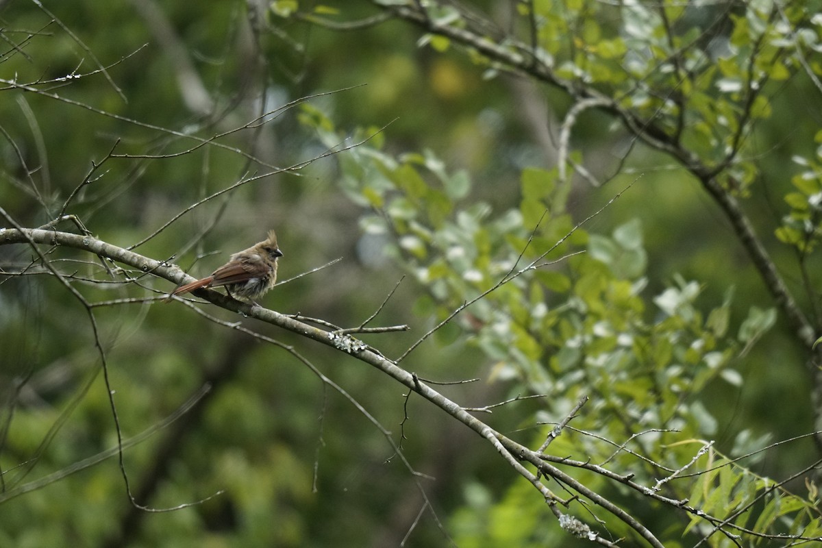Northern Cardinal - ML621691024