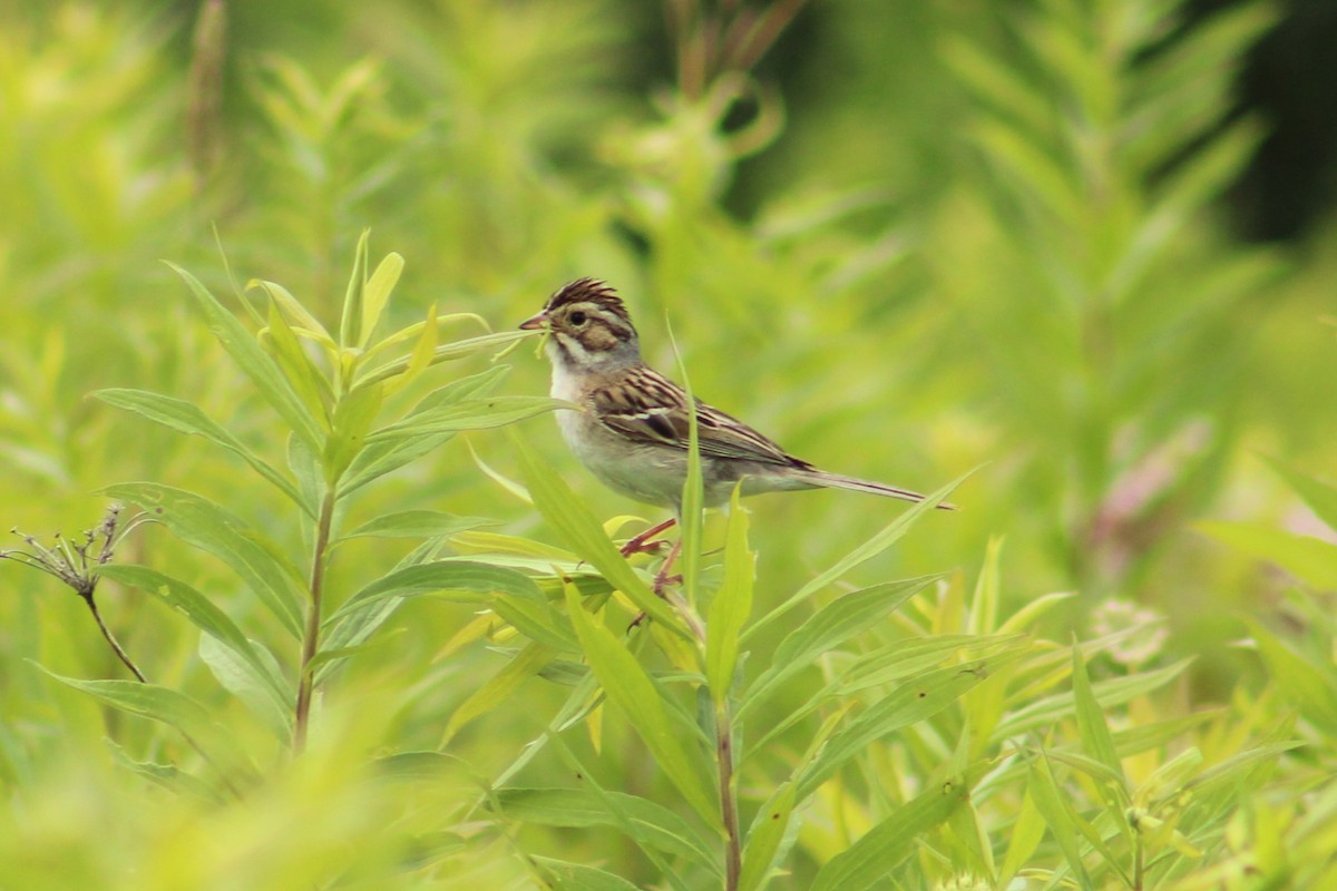 Clay-colored Sparrow - Amanda Matzke