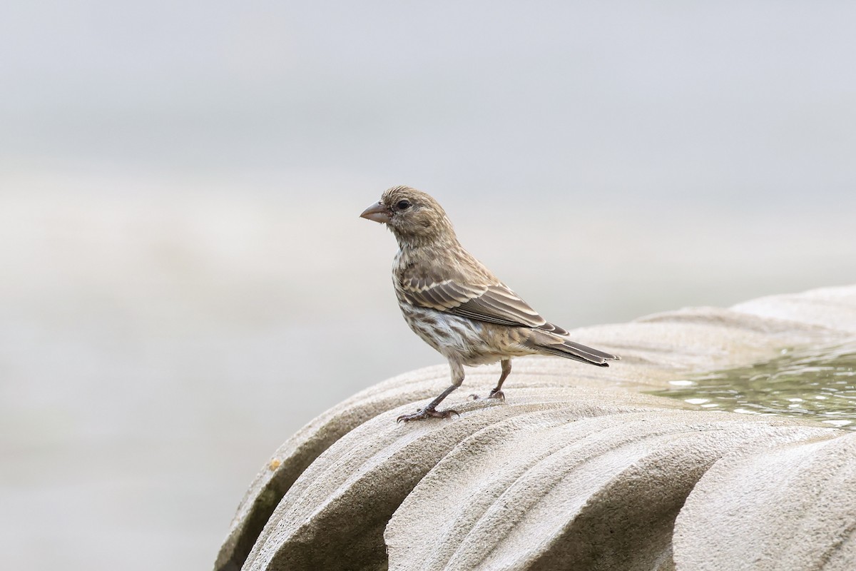 House Finch - ML621691078