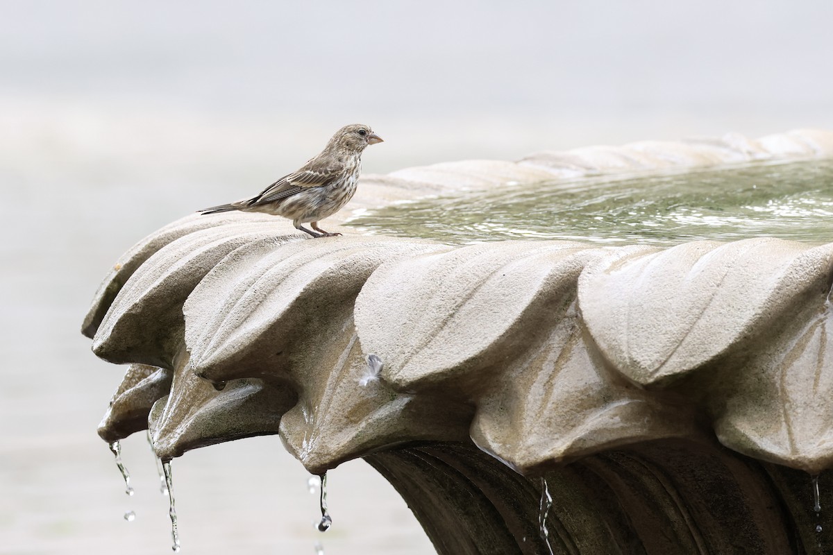 House Finch - ML621691079