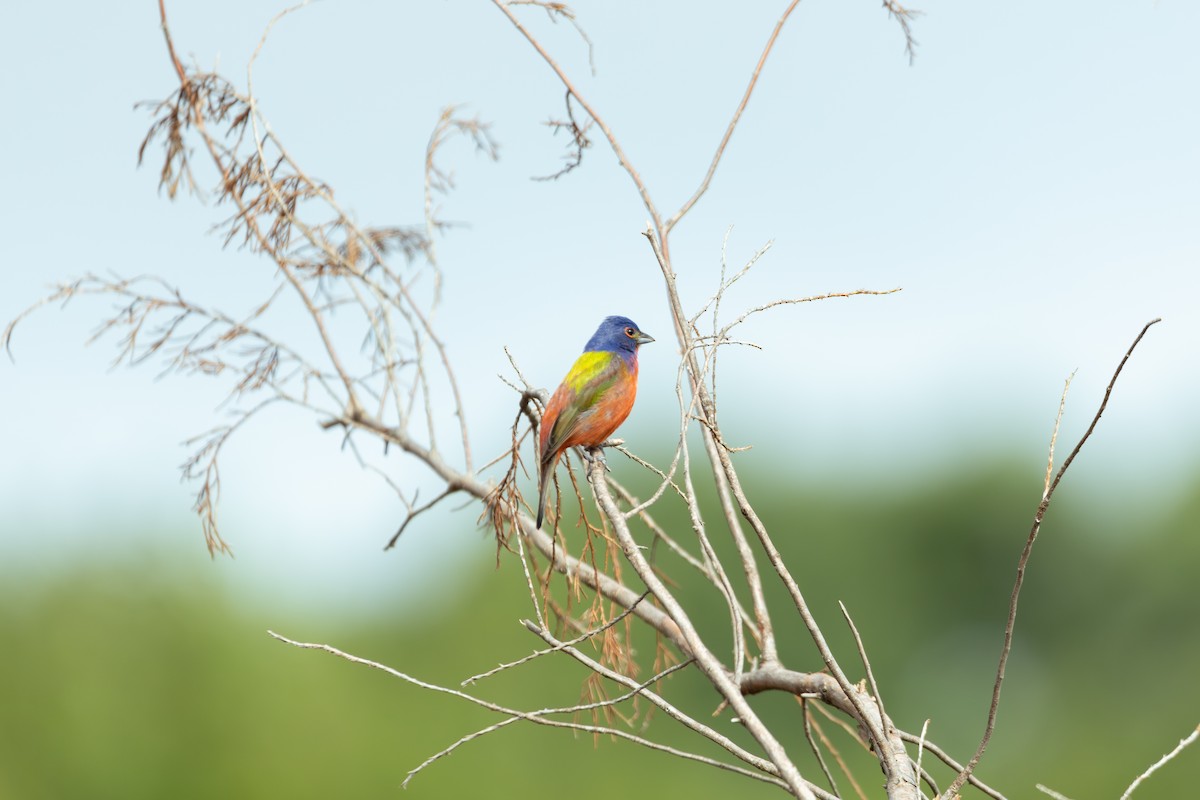 Painted Bunting - ML621691242