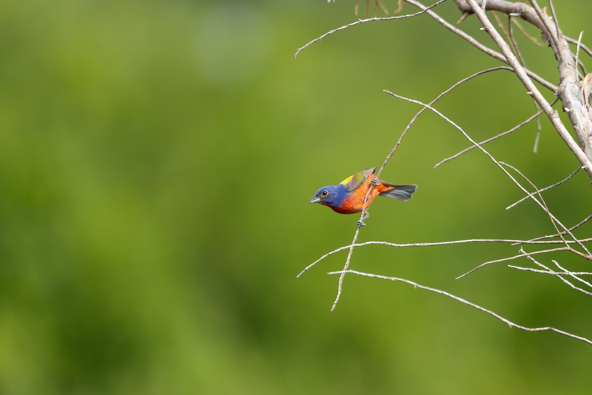Painted Bunting - ML621691244