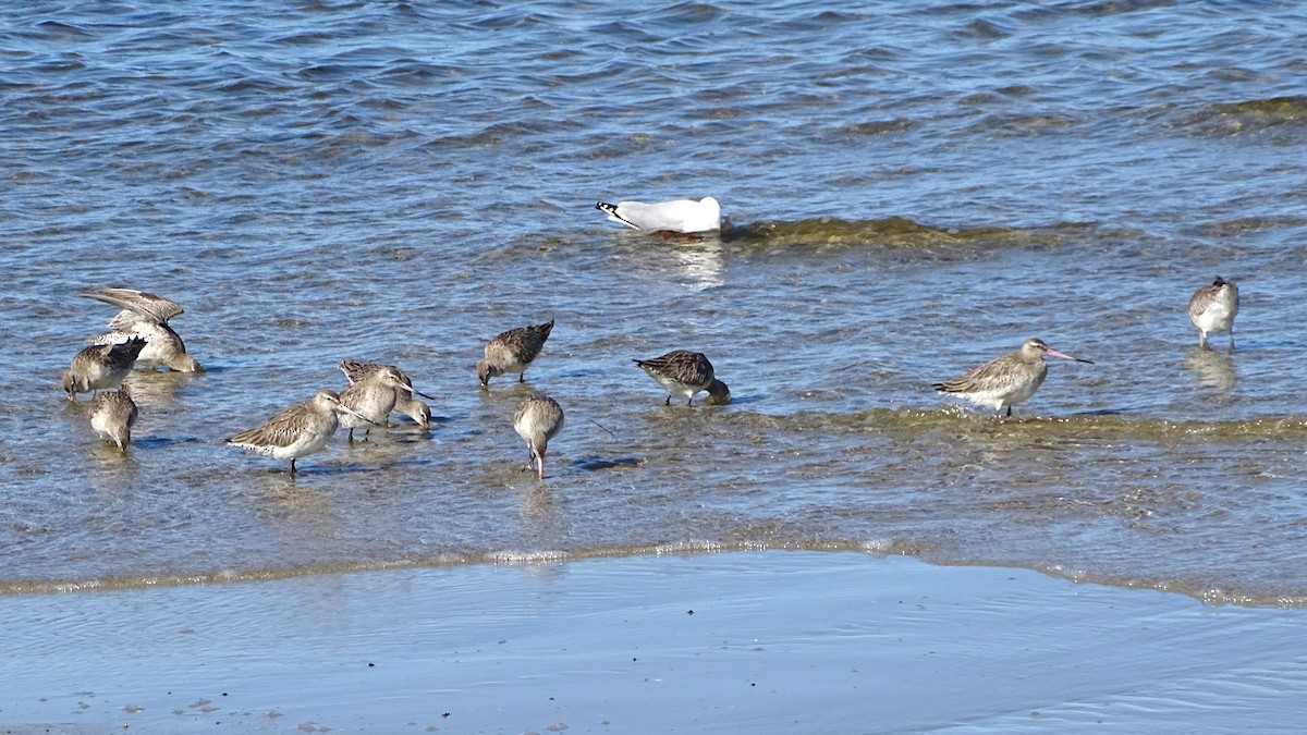 Bar-tailed Godwit - Richard Murray