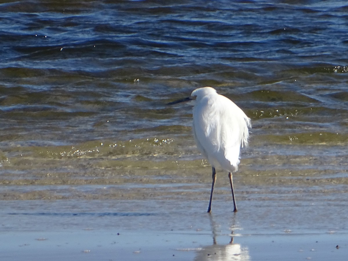 Little Egret - ML621691396