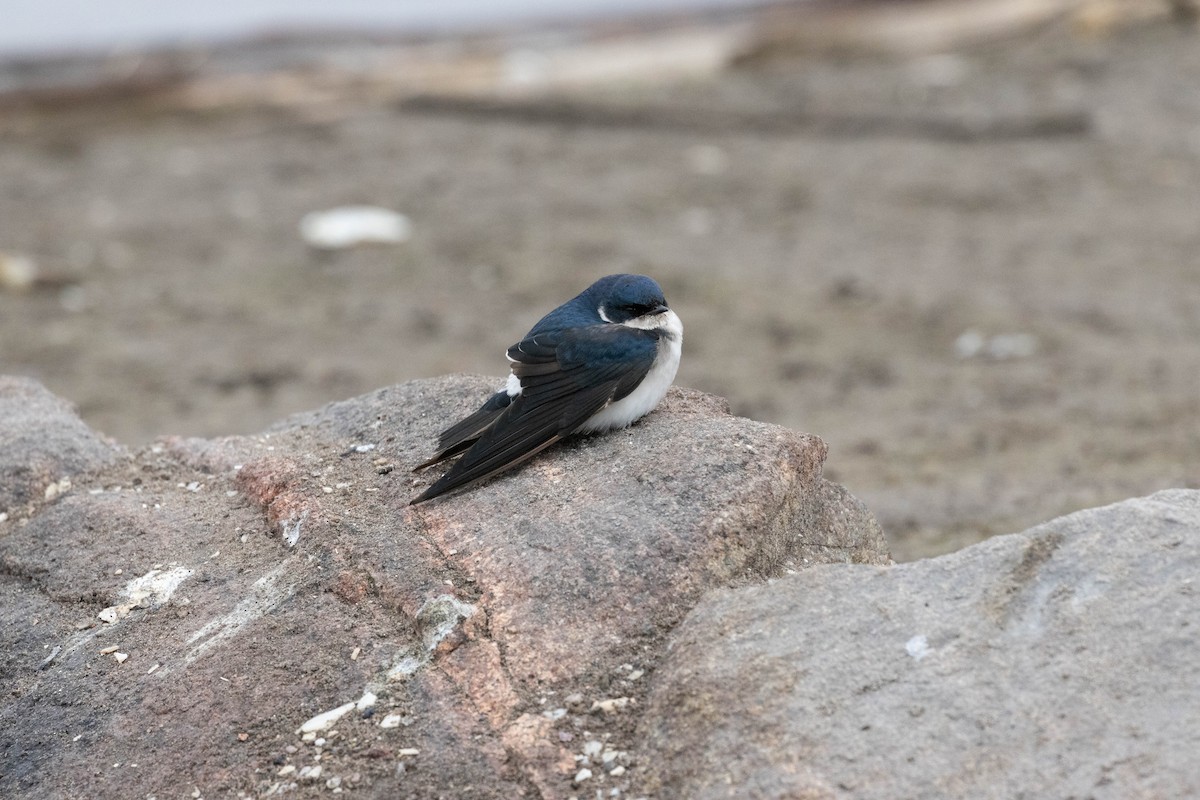 Chilean Swallow - ML621691409