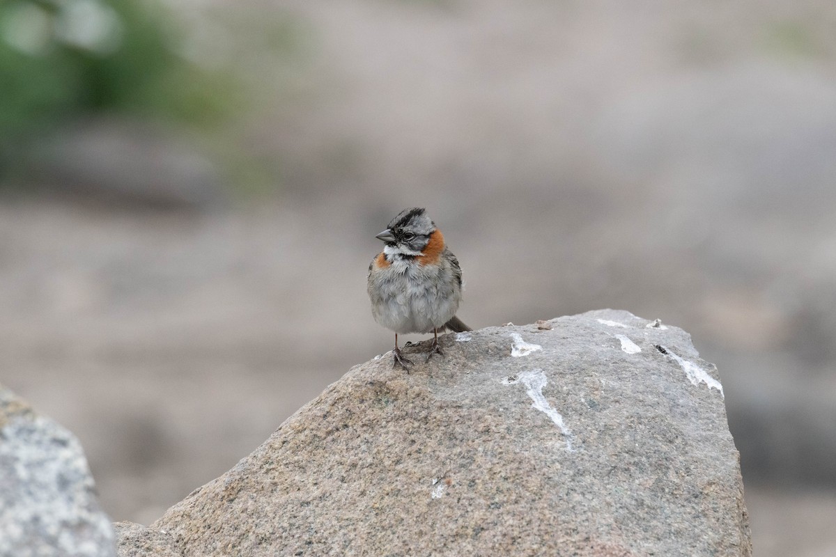 Rufous-collared Sparrow - ML621691420