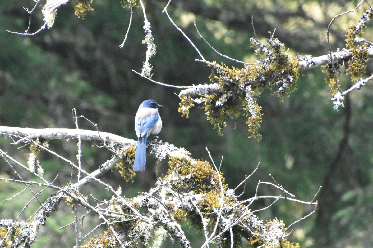 California Scrub-Jay - ML621691509