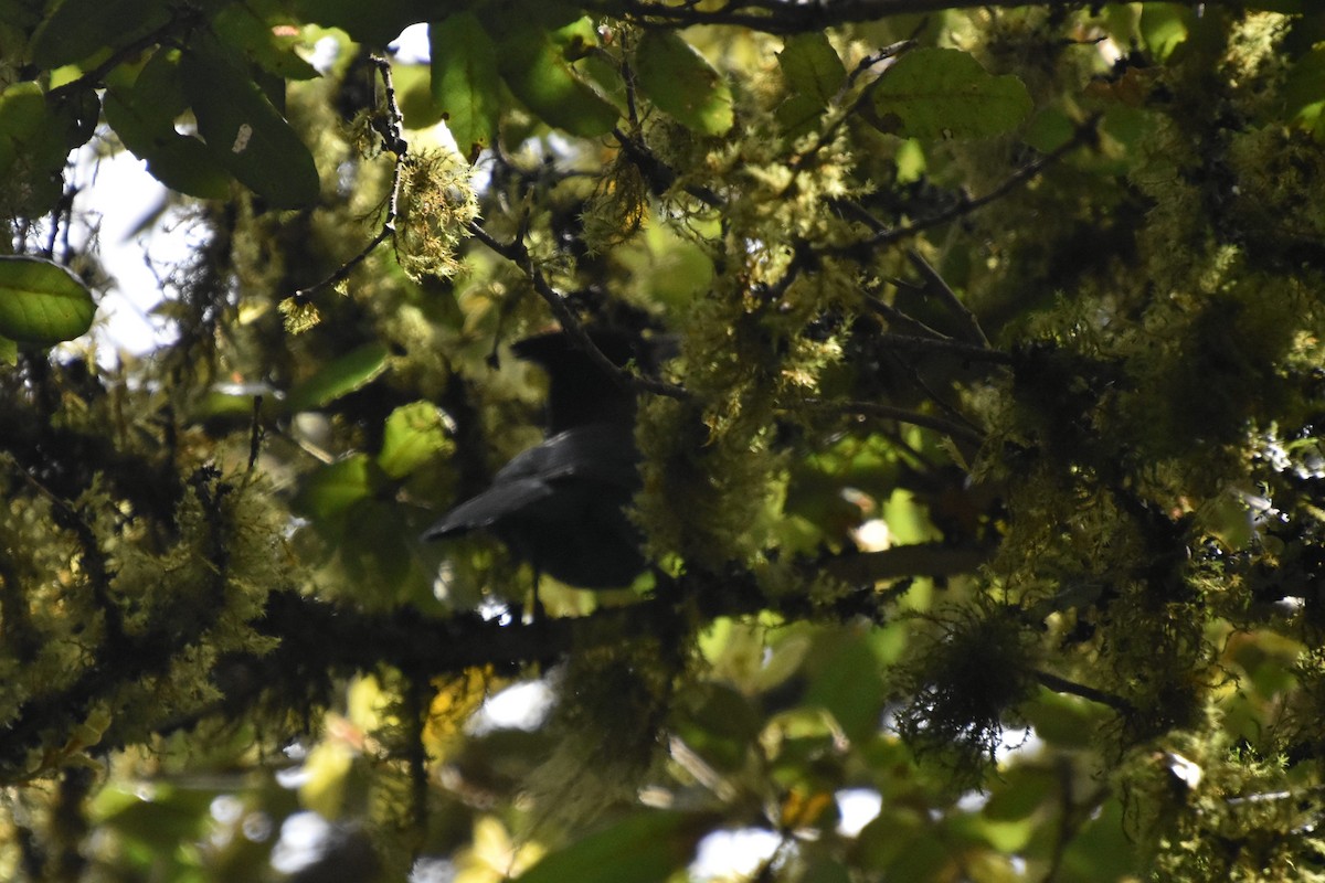 Steller's Jay - ML621691518