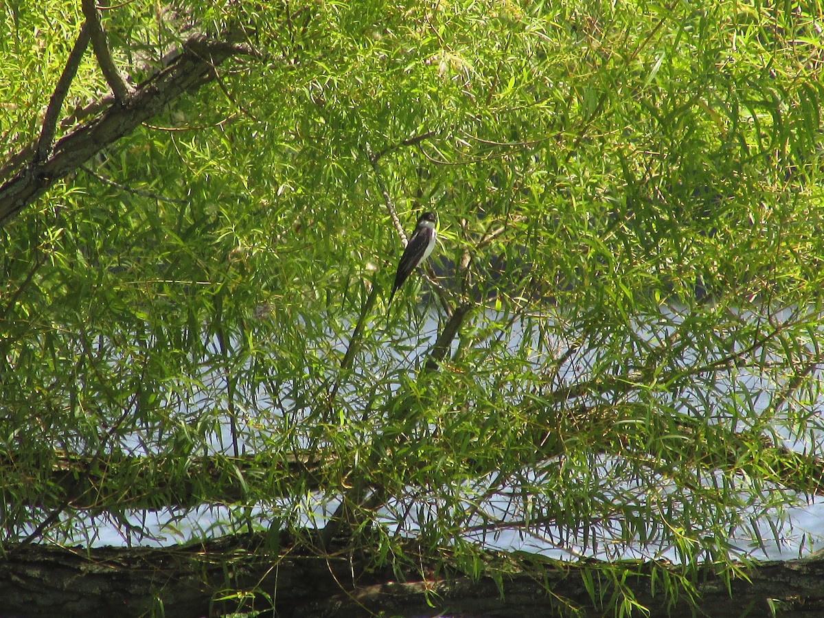Eastern Kingbird - ML621691572