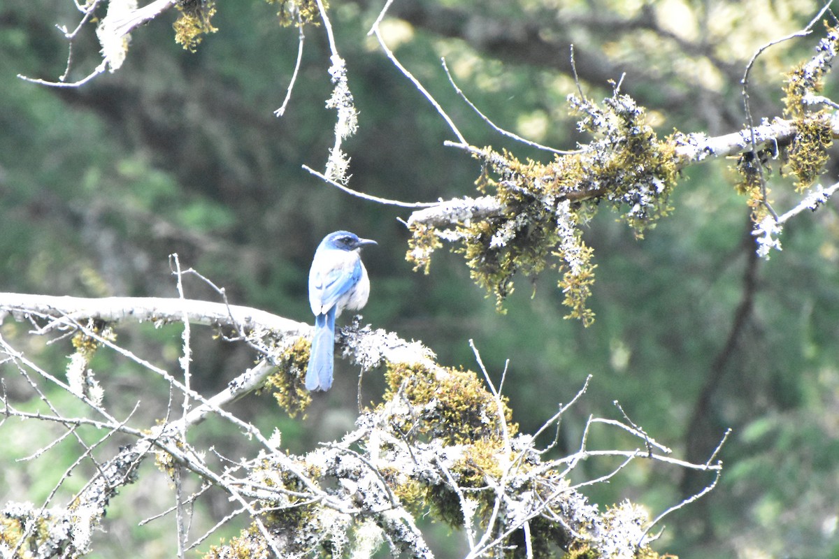 California Scrub-Jay - ML621691587