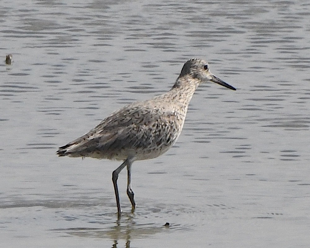 Willet (Western) - ML621691640