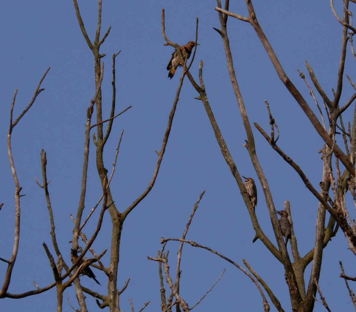 Northern Flicker - ML621691729