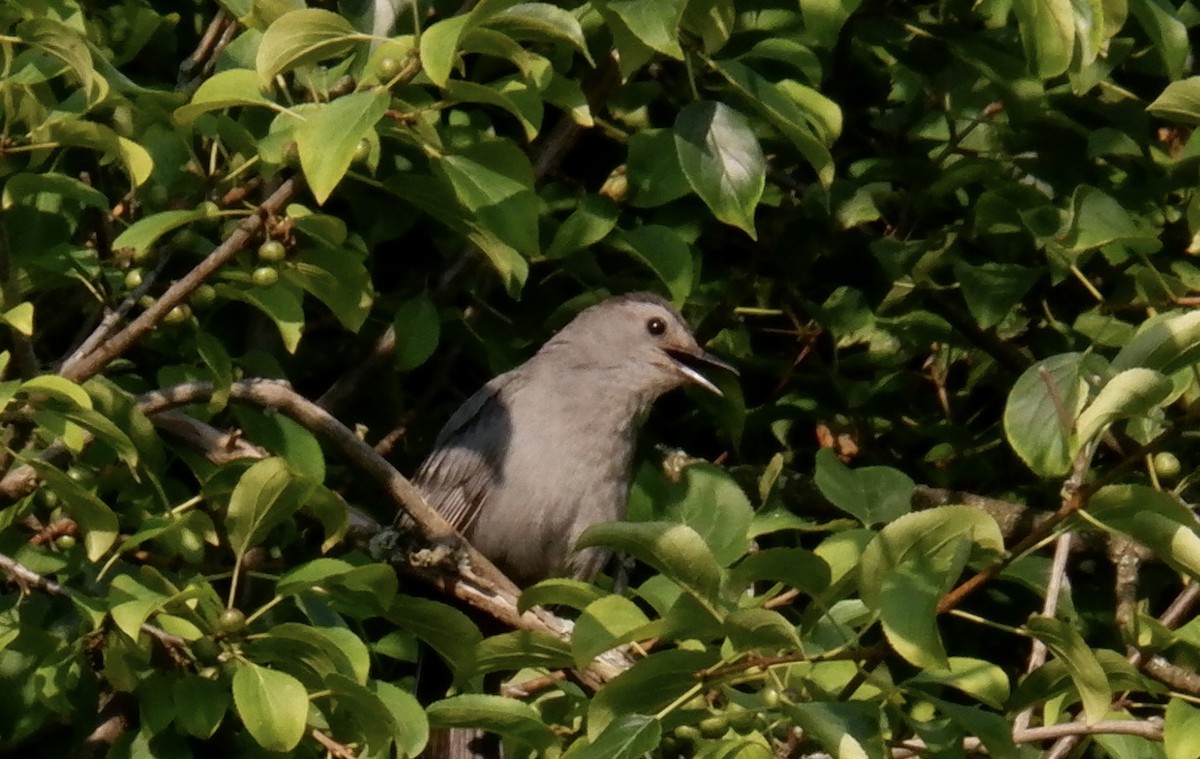 Gray Catbird - ML621691788