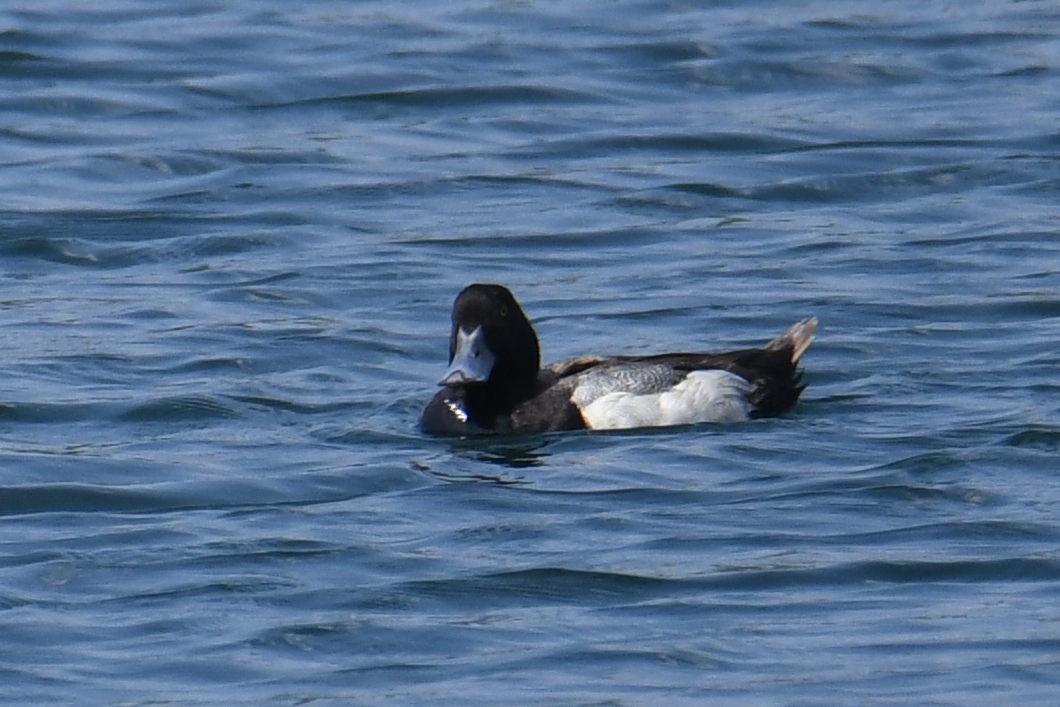 Greater Scaup - ML621691909