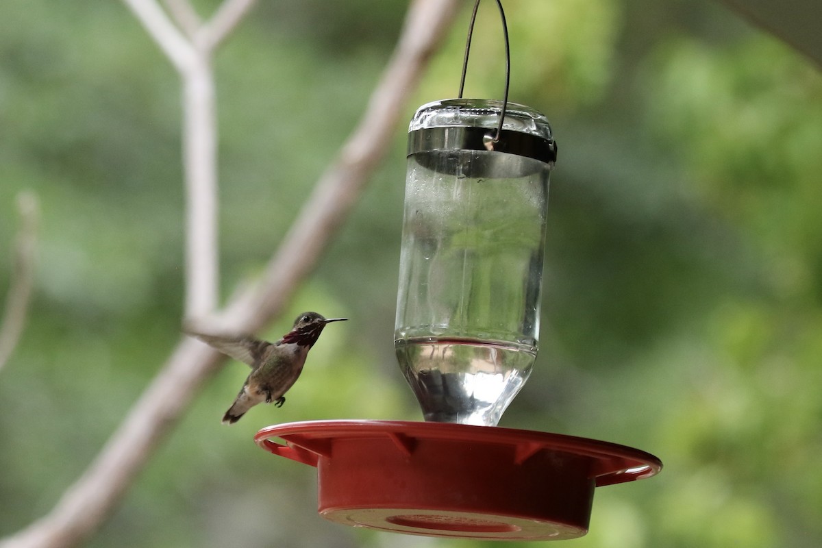 Calliope Hummingbird - ML621691922