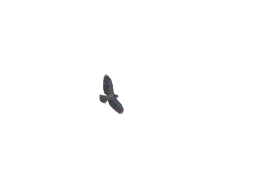 Short-tailed Hawk - ML621691928