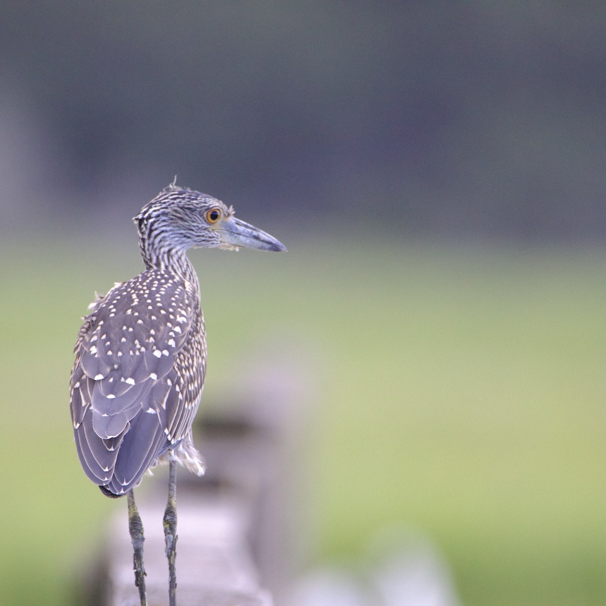 Yellow-crowned Night Heron - ML621691930