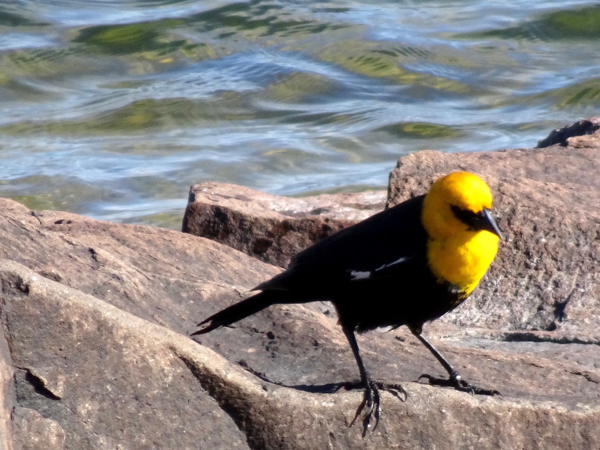 Yellow-headed Blackbird - ML621691932
