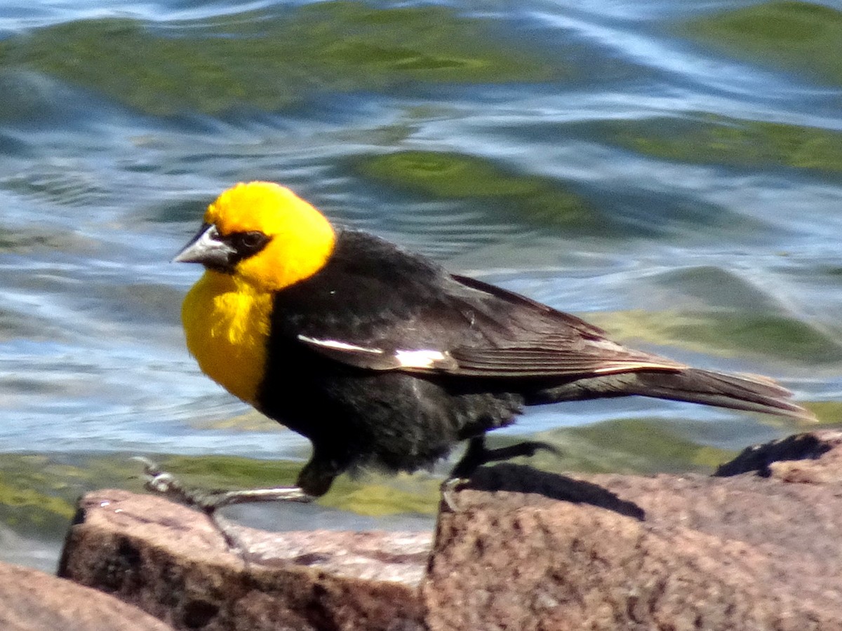 Yellow-headed Blackbird - ML621691933
