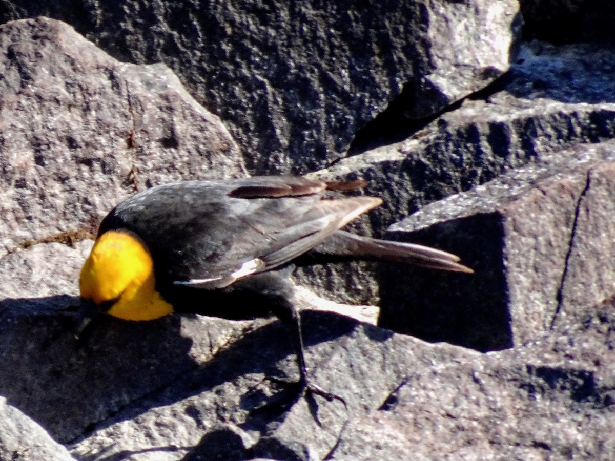 Yellow-headed Blackbird - ML621691934