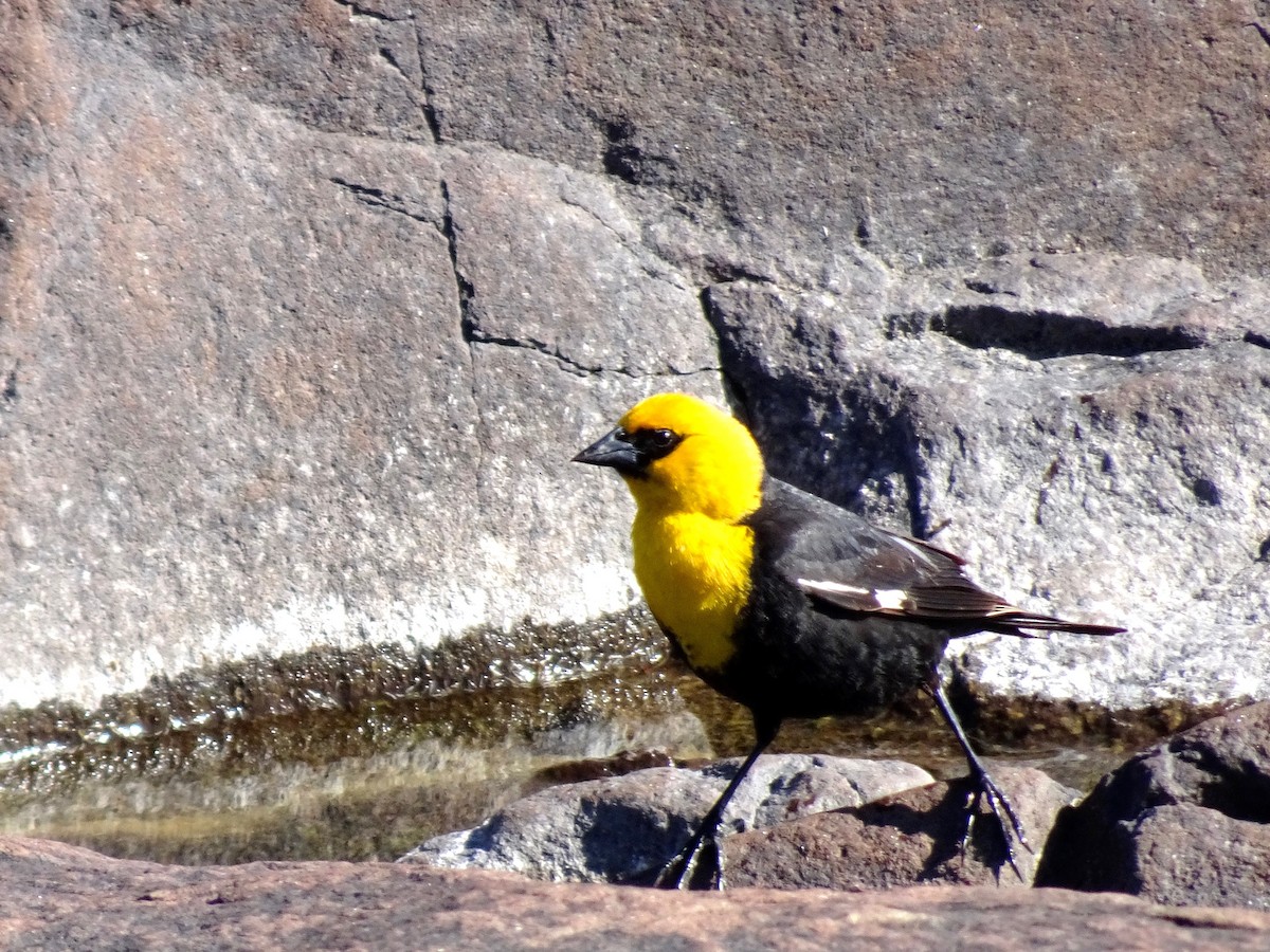 Yellow-headed Blackbird - ML621691935