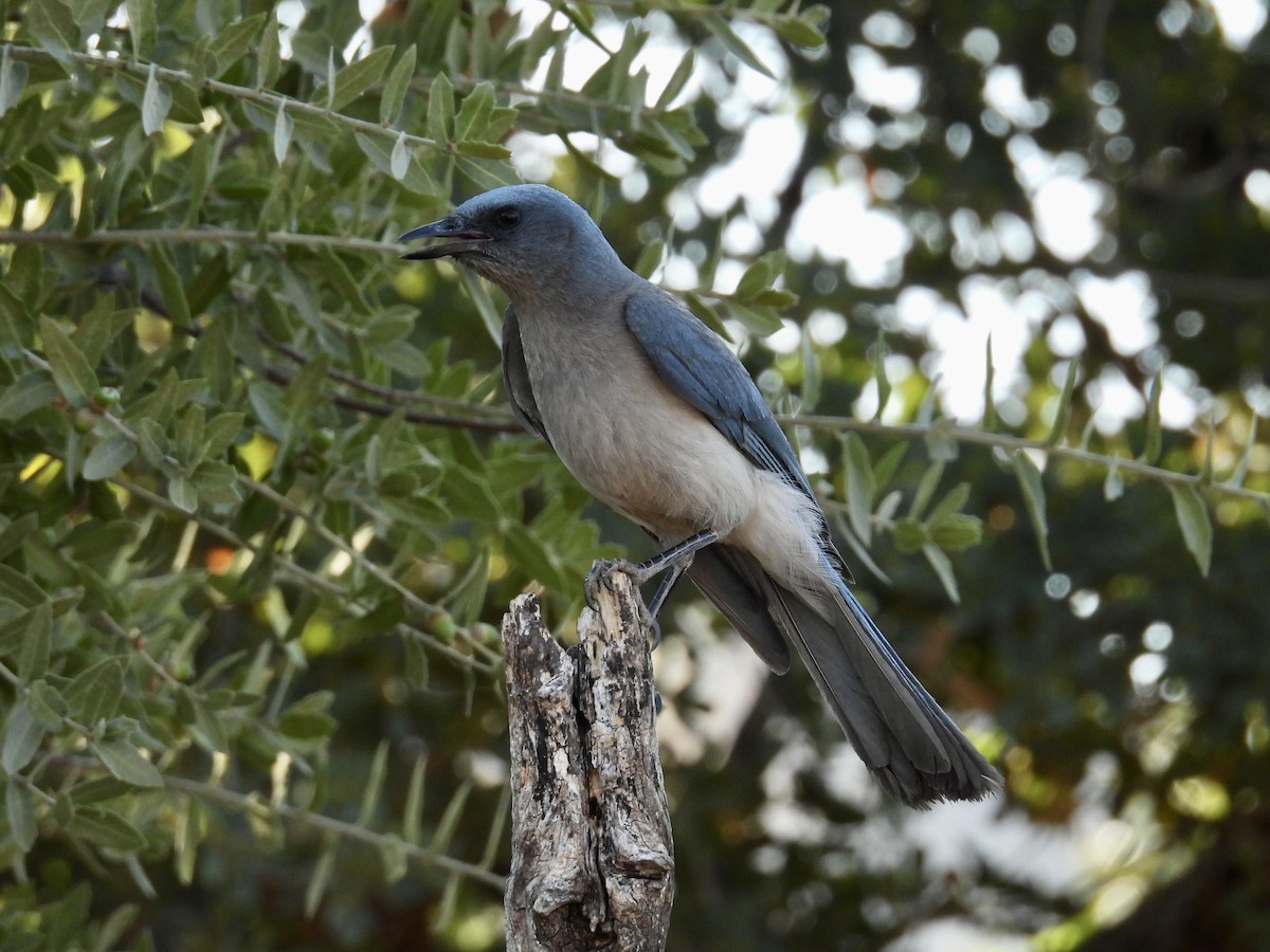 Mexican Jay - ML621691942