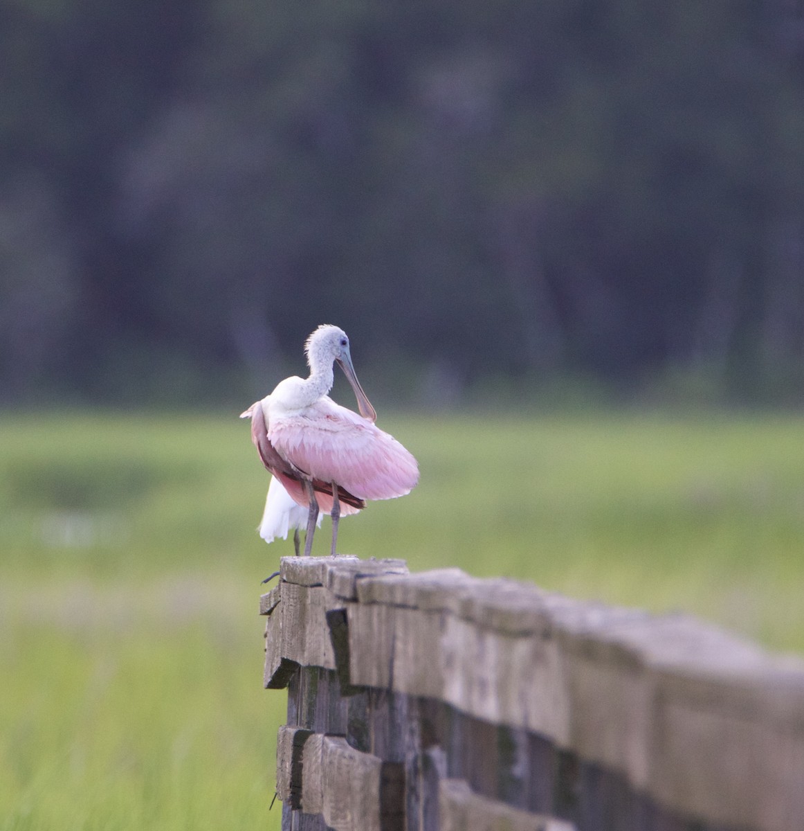 Roseate Spoonbill - ML621691973