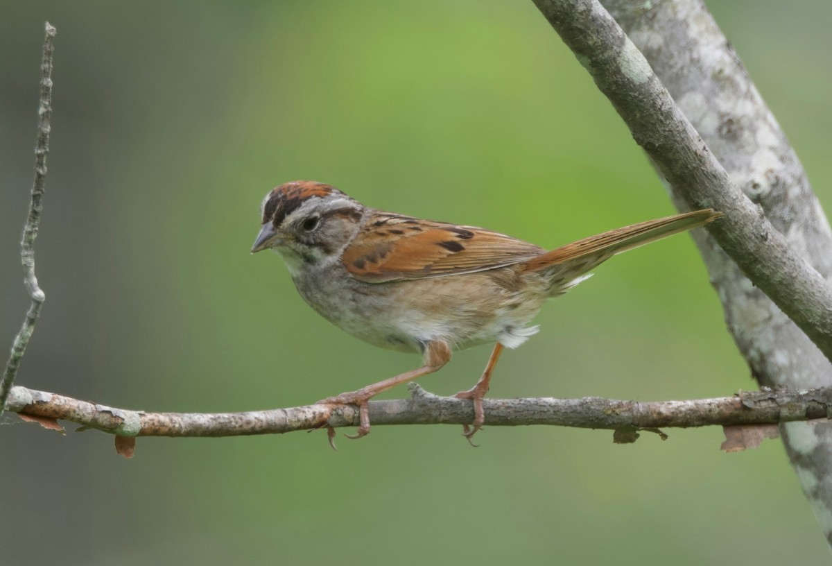 Swamp Sparrow - ML621691996