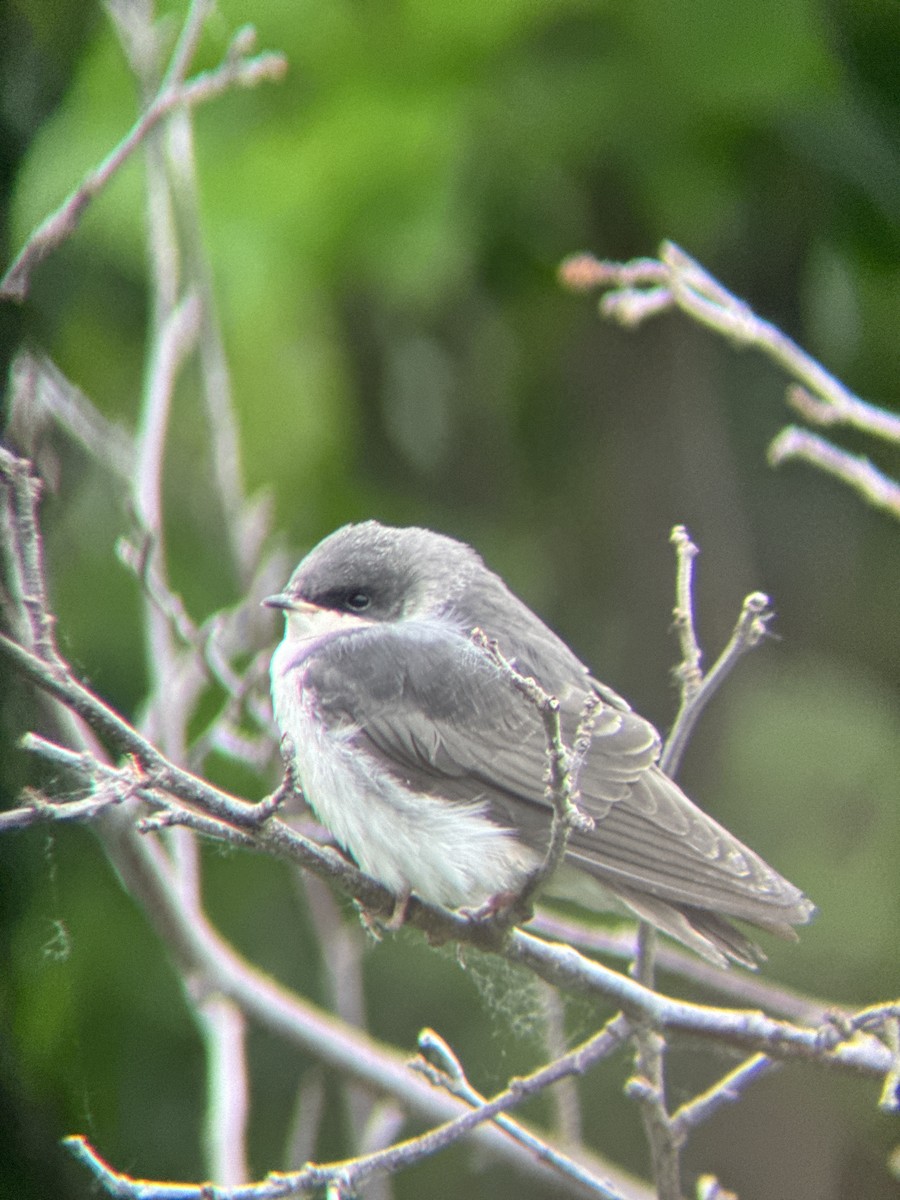 Tree Swallow - ML621692015