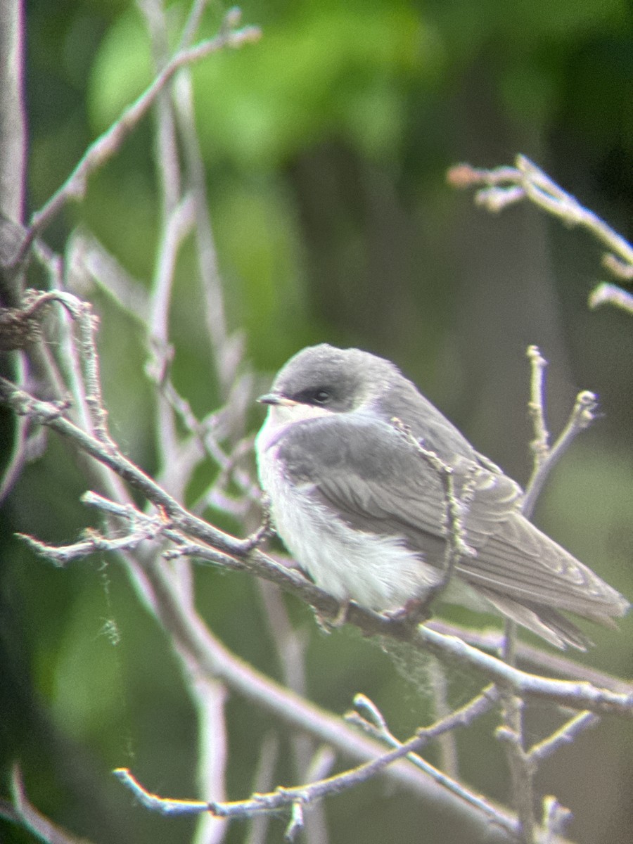 Tree Swallow - ML621692016