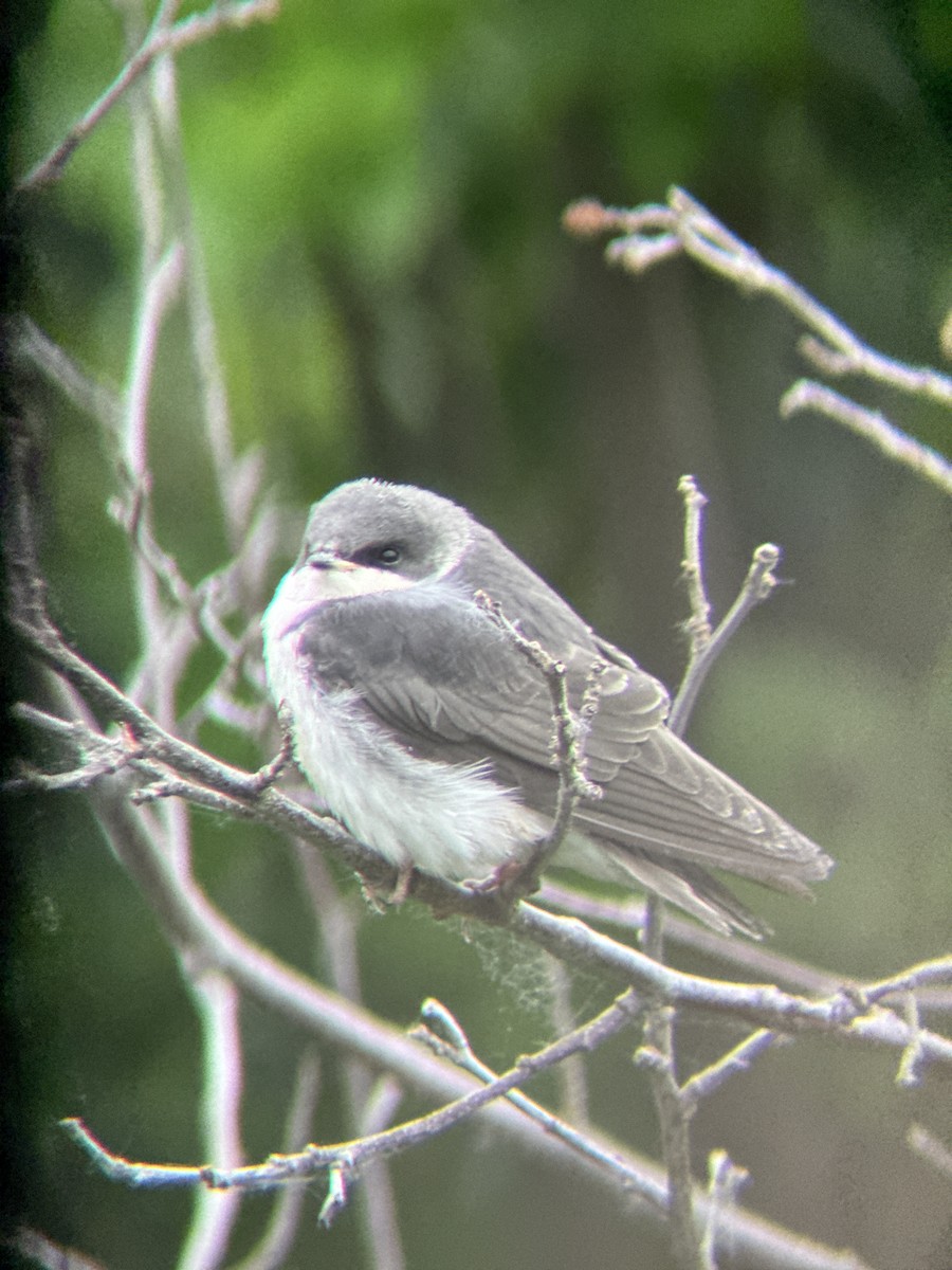 Tree Swallow - ML621692017