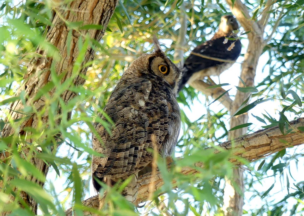 Great Horned Owl - Femi Faminu