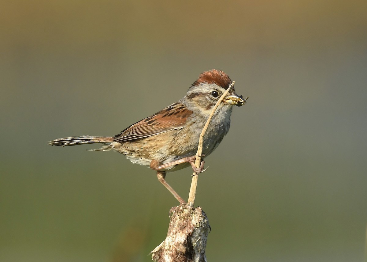 Swamp Sparrow - ML621692074