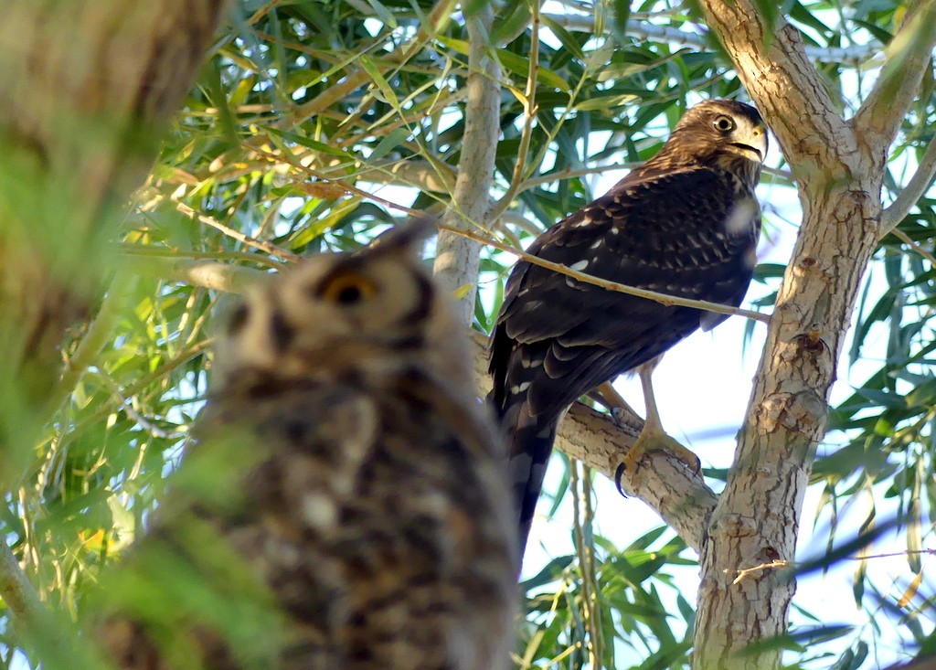 Cooper's Hawk - ML621692075