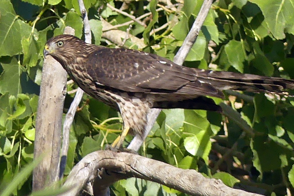 Cooper's Hawk - ML621692080