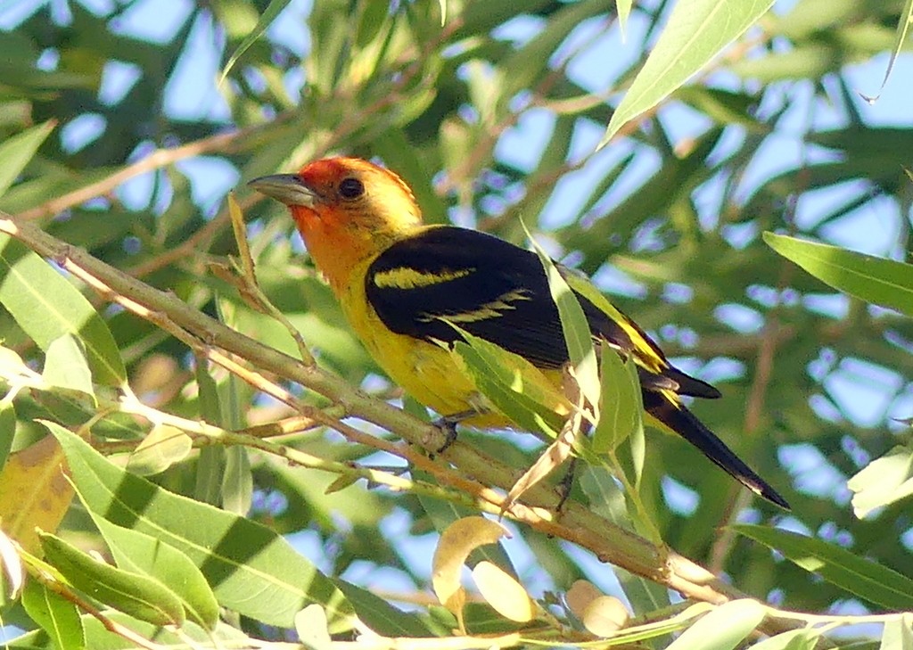 Western Tanager - ML621692091