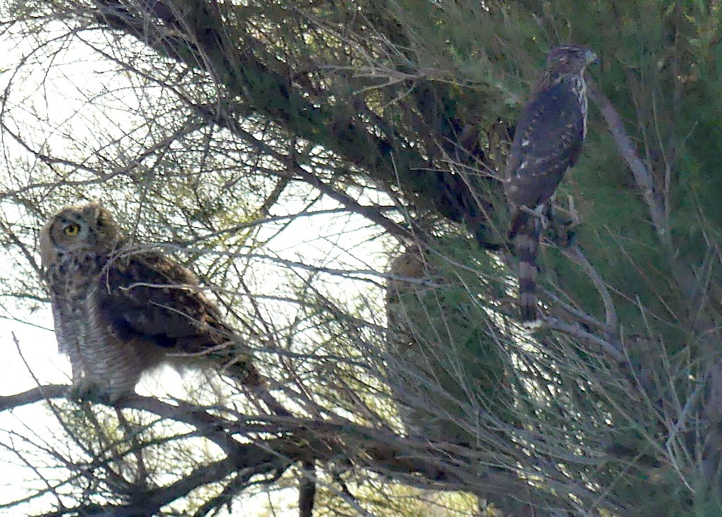 Great Horned Owl - ML621692094