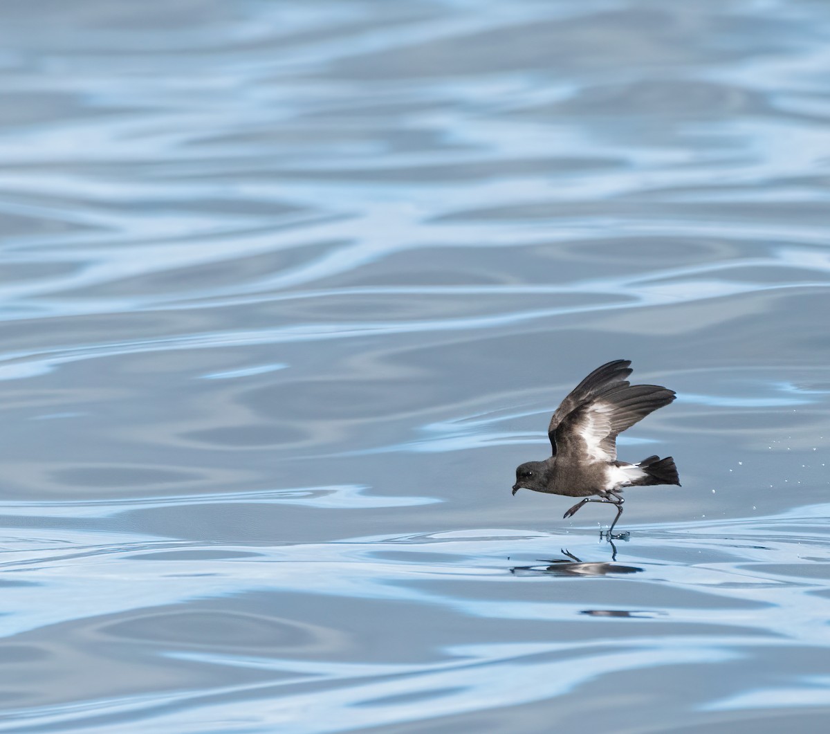 Pincoya Storm-Petrel - ML621692102