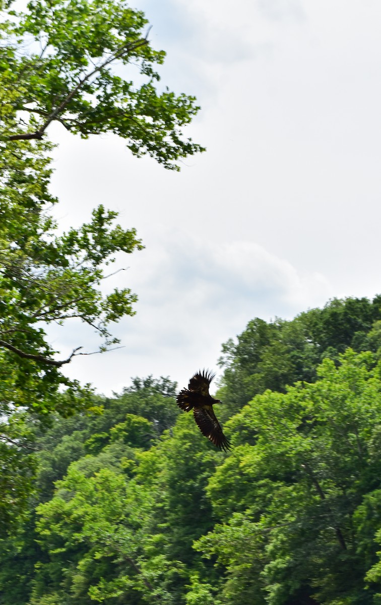 Bald Eagle - ML621692274