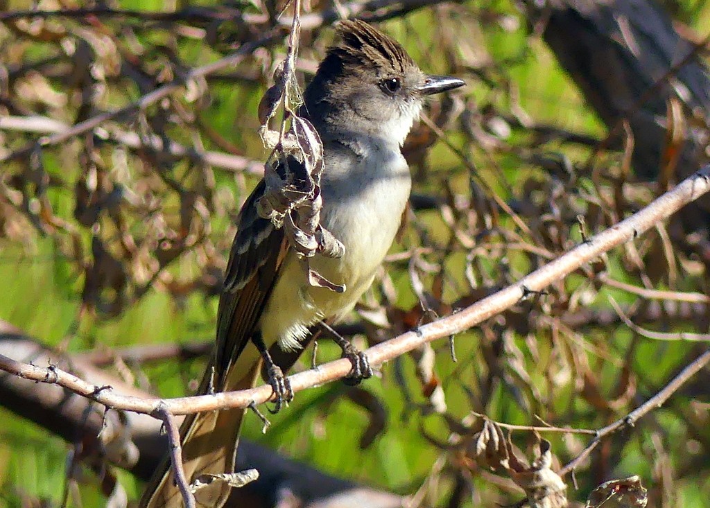 Ash-throated Flycatcher - ML621692283